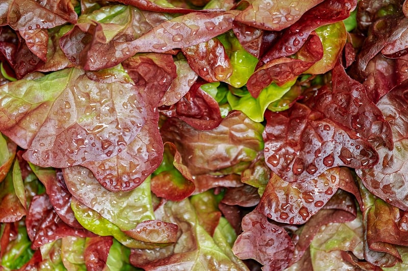 Global Fusion Salad